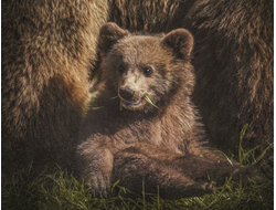 Обогреватель-картина Баган "Медвежонок"