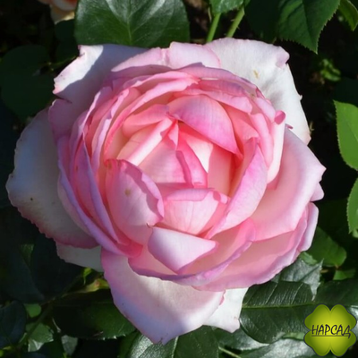 РОЗА МЕЙЯН ЧАЙНО-ГИБРИДНАЯ "ОНОРЕ ДЕ БАЛЬЗАК" (Honor de Balzac)