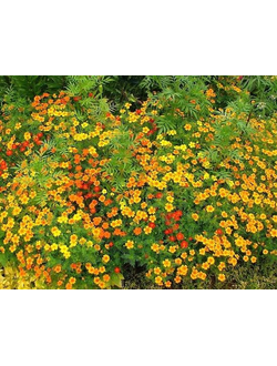 Tagetes (Marygold) Madagascar EO (Бархатцы Мадагаскар 100% эфирное масло)