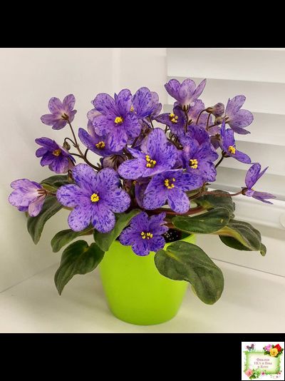 Winnie The Pooh (LLG/Sorano) (клакамас)