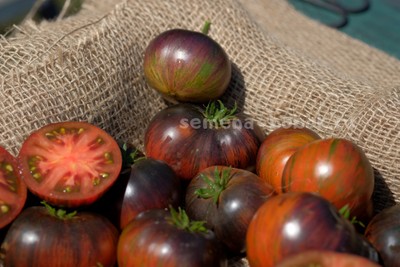 Томат Dwarf Rebel Starfighter Dipper's Delight (Гном Восставший Звездный Истребитель Восторг Диппера), 10 шт