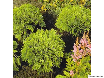 Туя Даника Ауреа - Danica Aurea