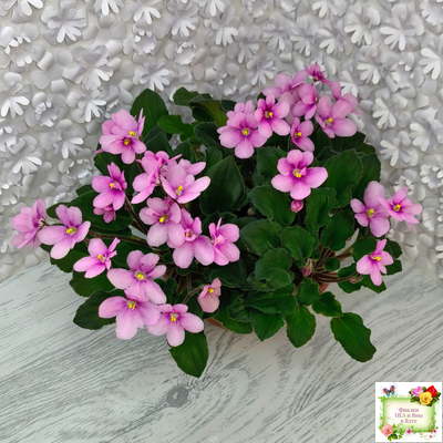 LV-Звезда в Ночи (Л. Шевелева) 2025 г. трейлер (клакамасный лонг)