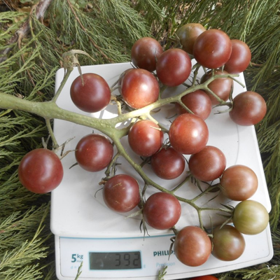 Томат Черная вишня (Black Cherry)