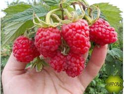 МАЛИНА "СКАЗКА" (ШТАМБОВЫЙ СОРТ, СРЕДНЕСПЕЛЫЙ)