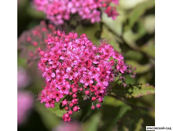 Спирея японская Мерло Голд Купить в красовский-сад.рф