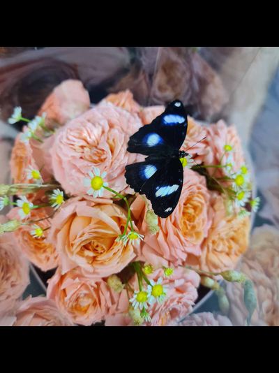 Розы с ромашками и бабочкой №117