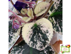 ЛЕ-Демо (Е. Лебецкая) 2014 г.