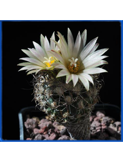 Turbinicarpus krainzianus v. minimus