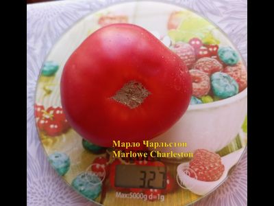 Томат Марло Чарльстон (Marlowe Charleston, Мэрлоу Чарльстон), США