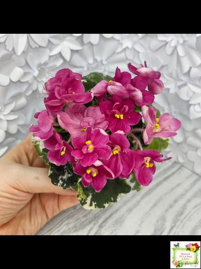 ЛЕ-Фруктовая Мармеладка (Е.Лебецкая) 2017 г. (пестролистный гёрл)