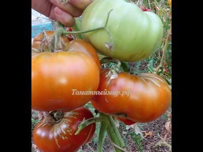 Томат Моруно де Мадрид (Moruno de Madrid)