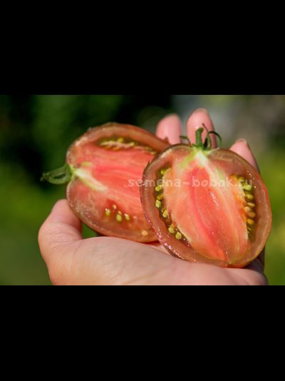 Томат Rebel Starfighter Blaine&#039;s Moonlight (Восставший Звездный Истребитель Лунный Свет Блэйна) , 10 шт