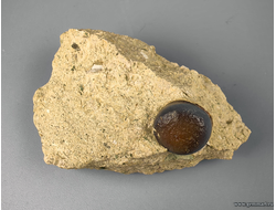 Зуб костной рыбы Pycnodus sp., в породе. Россия. 70*45*30мм