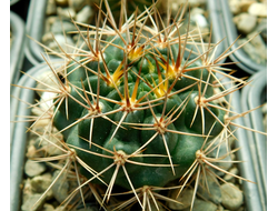Gymnocalycium neuhuberi GN 89-77 (D=35 mm)