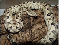 Удав тихоокеанский (Candoia paulsoni)