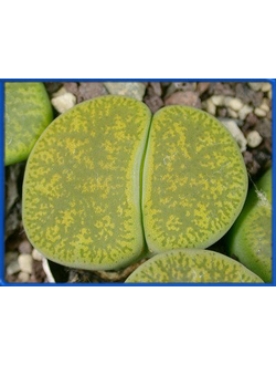 Lithops lesliei ssp. lesliei v. lesliei 'Albinica' С 036A