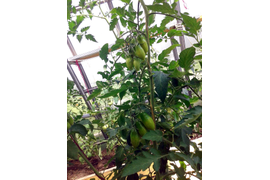 сорт Тегусигальпа, 2-я и 3-я кисти. 5 июля