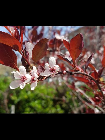 Черемуха краснолистная
