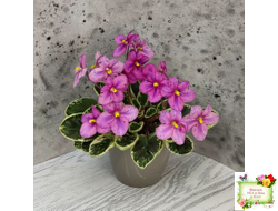 Mac's Coral Clackamas (G.McDonald) (стартер)