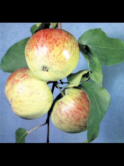 Скрыжапель (яблоня)