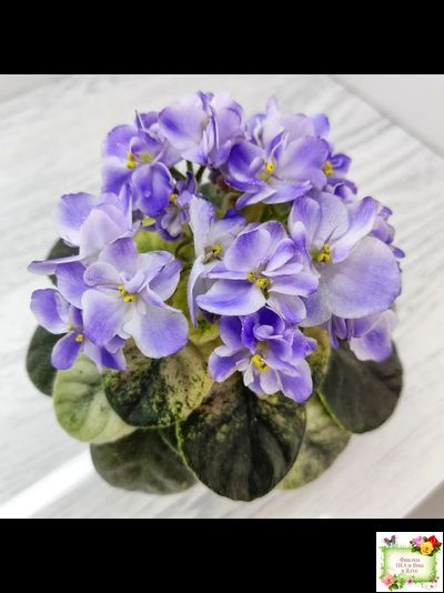 Rob's Wascally Wabbit (R. Robinson) (10983) 05/16/2018