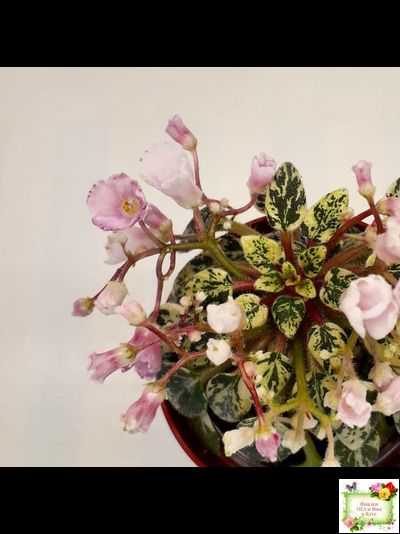 Precious Pixie (S.Sorano)