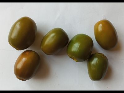 Перец острый Rocoto Mini Olive (Мини олива Рокото)