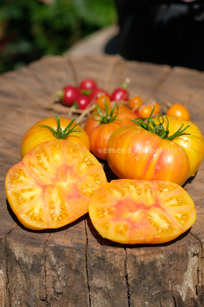 Томат За Рулём (Behind the Wheel), 10 шт