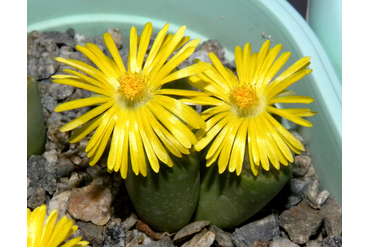 Lithops bromfieldii v.insularis ‘Sulphurea’ C362 
 