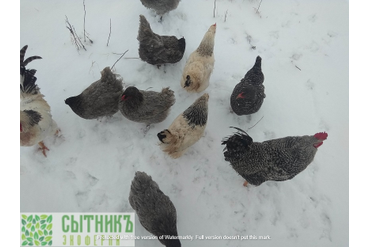 Зерновой откорм фермерских кур