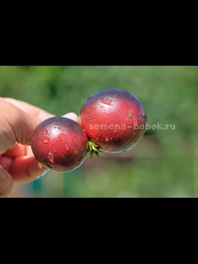 Томат Dwarf Gondwana Thunder (Гном Гондвана Гром), 10 шт