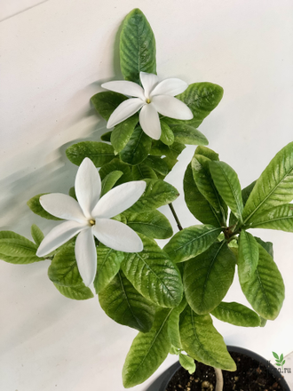 Гардения Scabrella