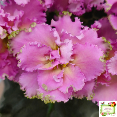 РМ-Саломея (Н. Скорнякова) 2019 г.