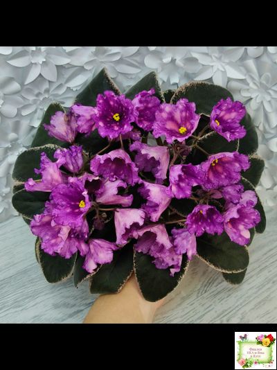 Nik-Кони в Яблоко  (Н. Булко) 2022 г. (пестролистный лонг)