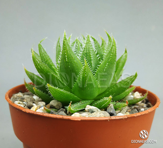 Haworthia Cooperi Picturata, Хавортия Купера пиктурата, хавортия ...