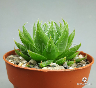 Haworthia Cooperi Picturata