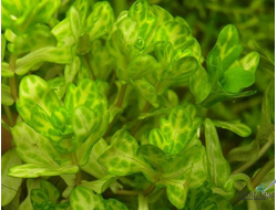 Дубок мексиканский вариегатный (меристемный)