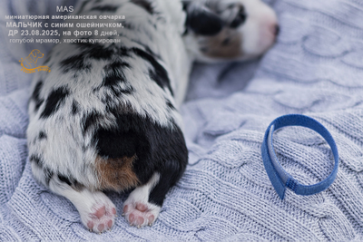 мальчик с СИНИМ ошейничком Д-2025, окрас голубой мрамор с подпалом и белым, на фото 8 дней