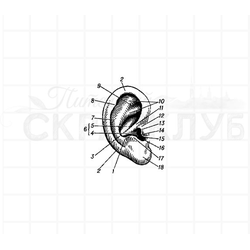 ФП штамп "Ухо" (а)