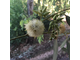 Эвкалипт шаровидный (Eucalyptus globulus) (5 мл) - 100% натуральное эфирное масло