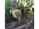 Эвкалипт шаровидный (Eucalyptus globulus) Индия, 10 мл - 100% натуральное эфирное масло