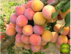 Слива китайская "Скороплодная" (ранняя, плодоносит на 2-й год!)