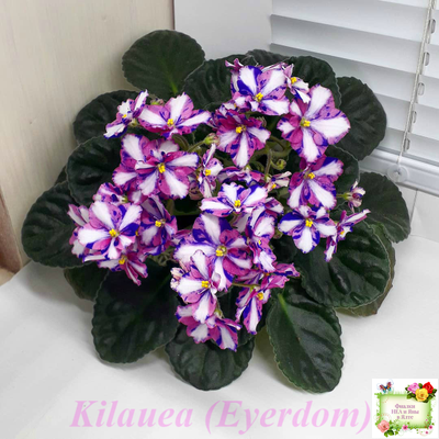 Kilauea (Eyerdom) химера (пасынок из цветоноса укоренённый)