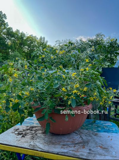 Томат Ditmarscher "Suspension rose" (Дитмаршевская Розовая Подвеска), 10 шт