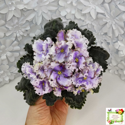 Leo-Древній Львів (Иваницкий)