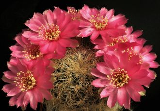 Sulcorebutia patriciae LH 1123 - 5 семян