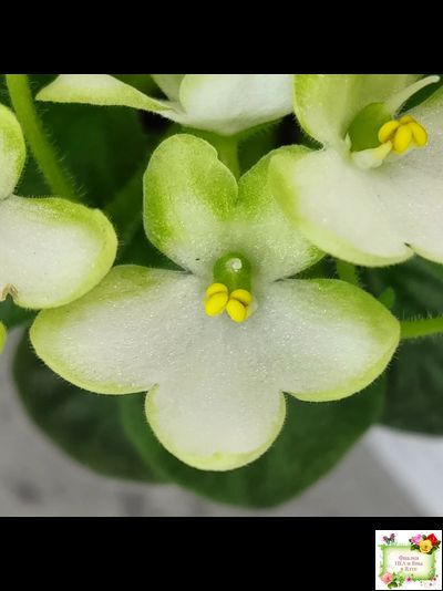 Mac's Misty Meadow (G.McDonald)