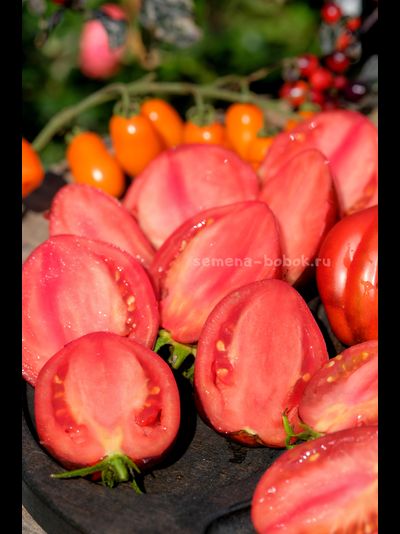 Томат Бронзовые Носики Сержанта Пеппера, 10 шт