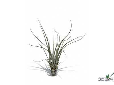 Тилландсия Pringlei